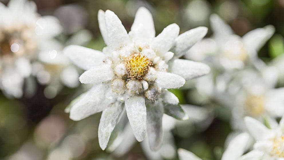 Fiore di stella alpina
