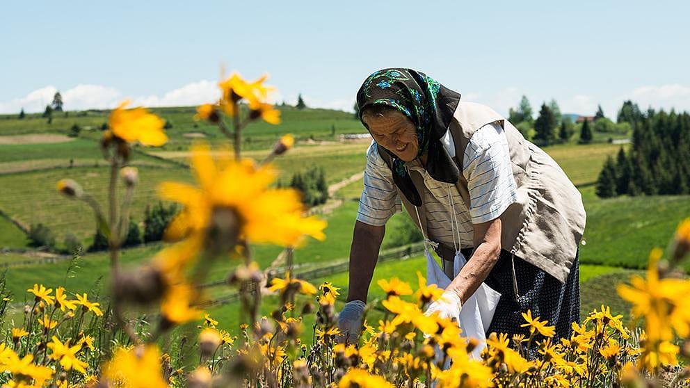 arnica harvest