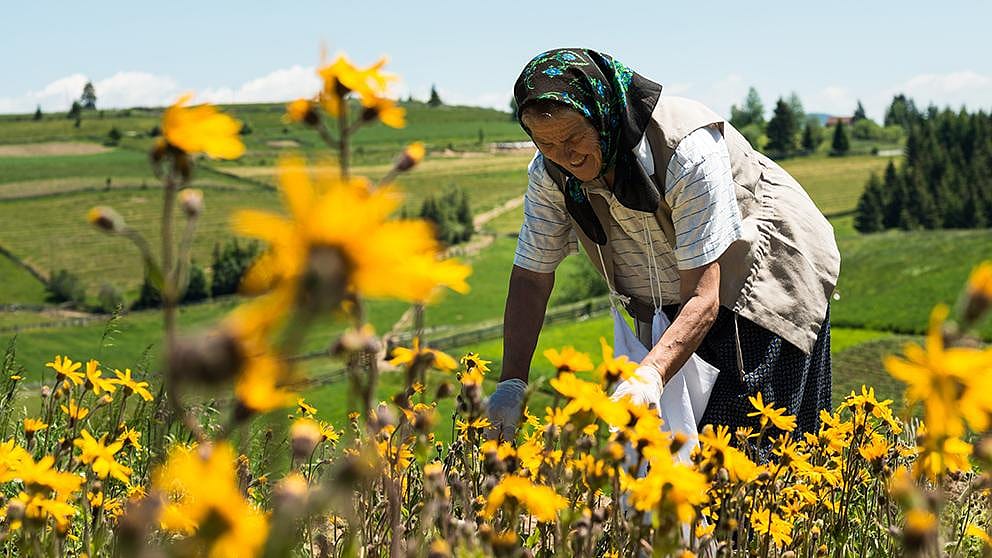 Donna raccoglie l'arnica