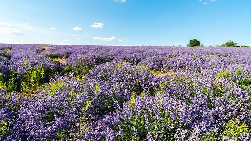 Campo di lavanda