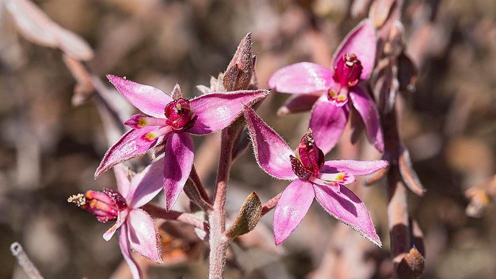 Fiore di Ratania delle Ande