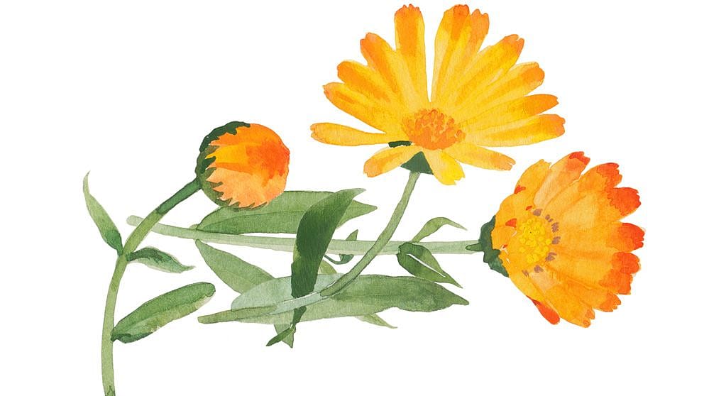 Disegno fiore di calendula