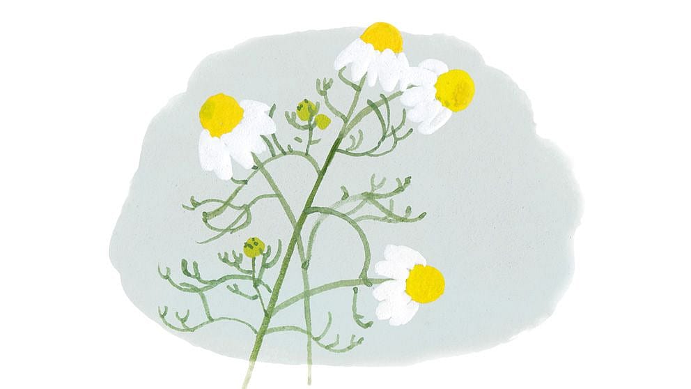 Disegno fiore di camomilla