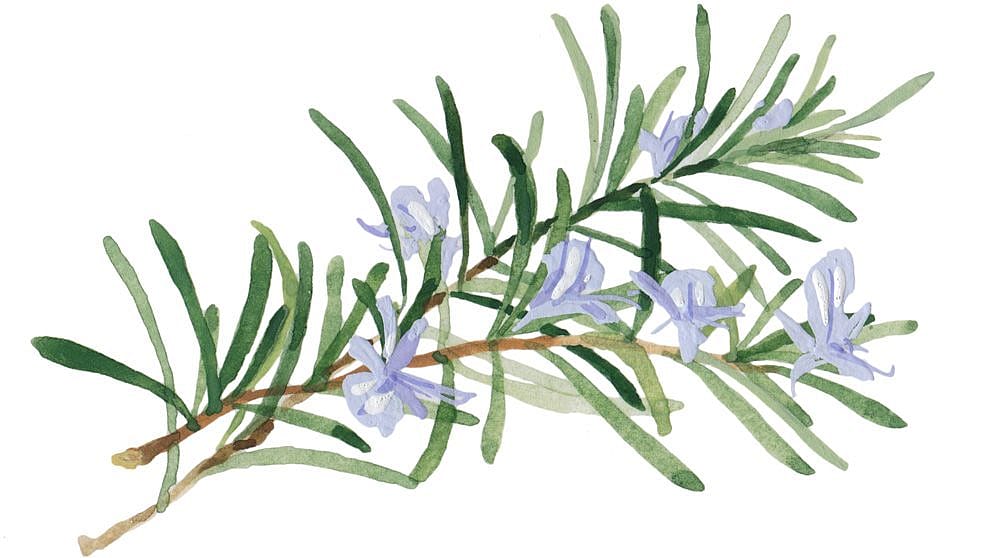 Disegno pianta di rosmarino