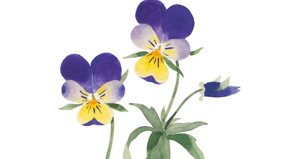 Disegno della viola del pensiero