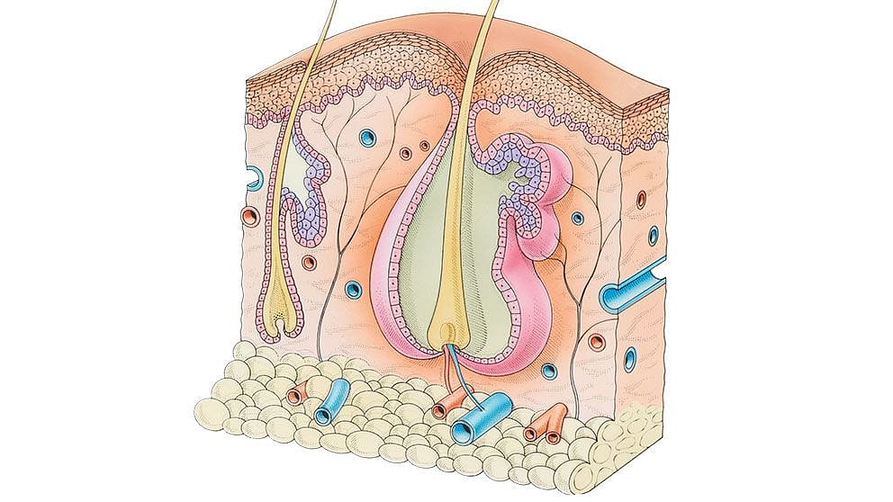 Disegno sulla composizione della pelle