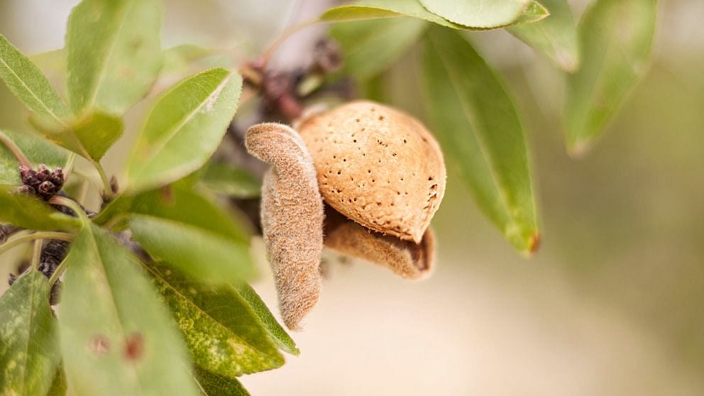 Nocciolo di mandorla con foglie