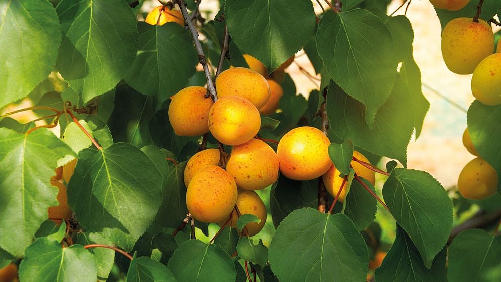 Albero di Albicocche, dettaglio di frutto e foglie