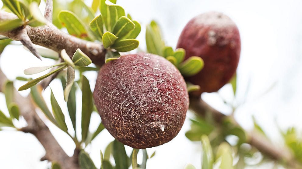 Albero di Argan, frutto con foglie