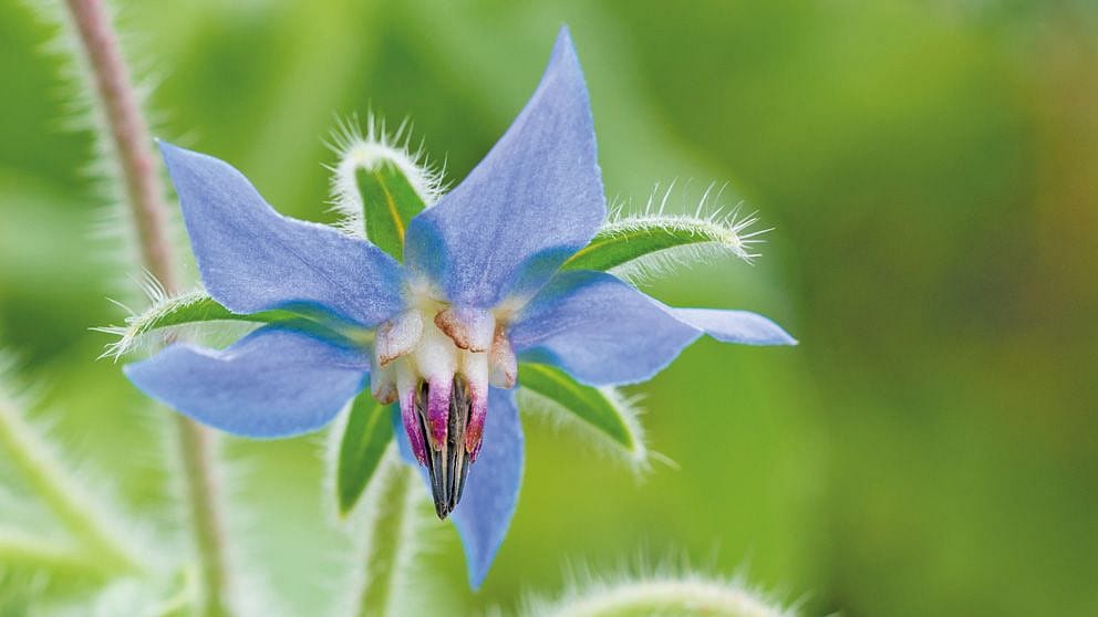 Pianta di borragine, fiore lilla e foglie