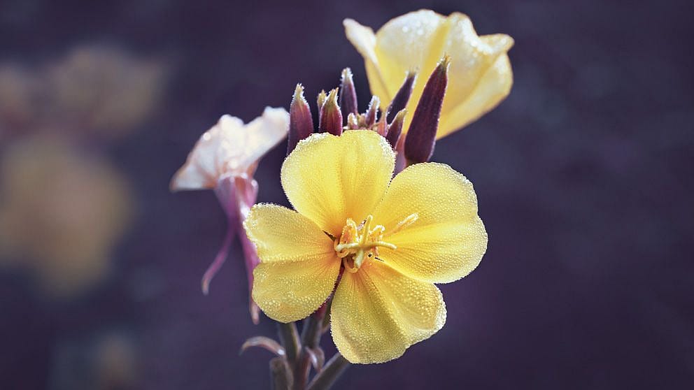 Fiore giallo di enotera
