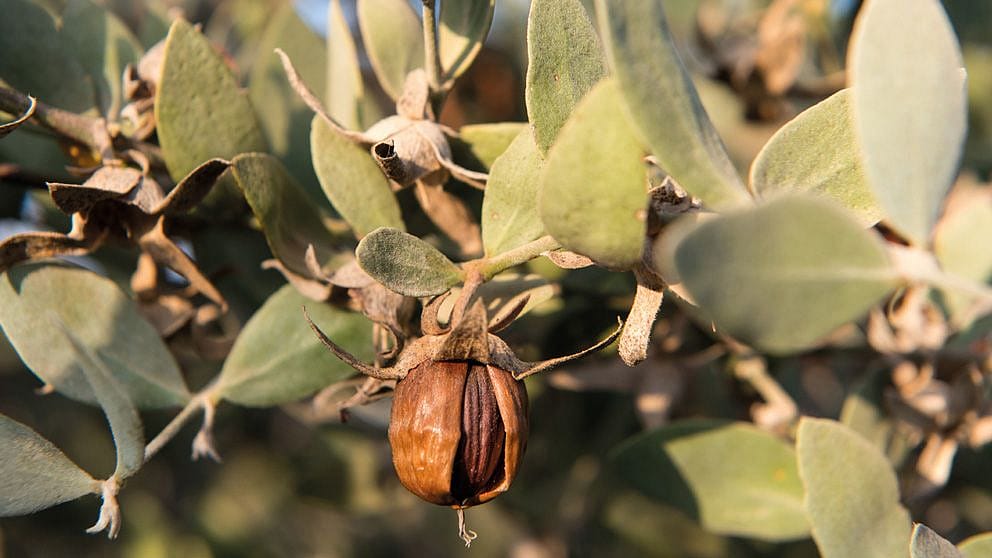 Pianta di jojoba