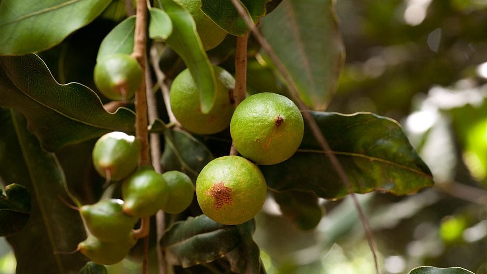 Pianta di noce di macadamia