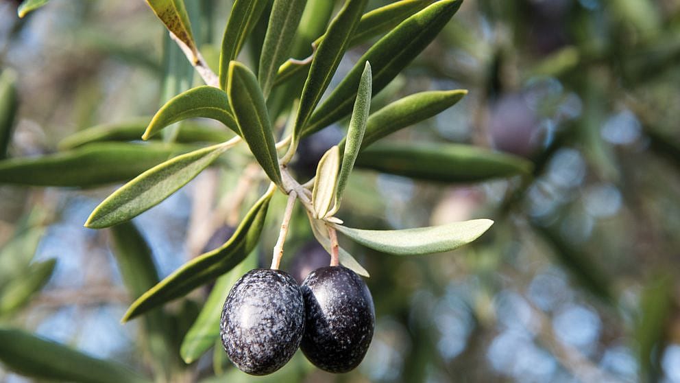 Dettaglio di una piana di ulivo