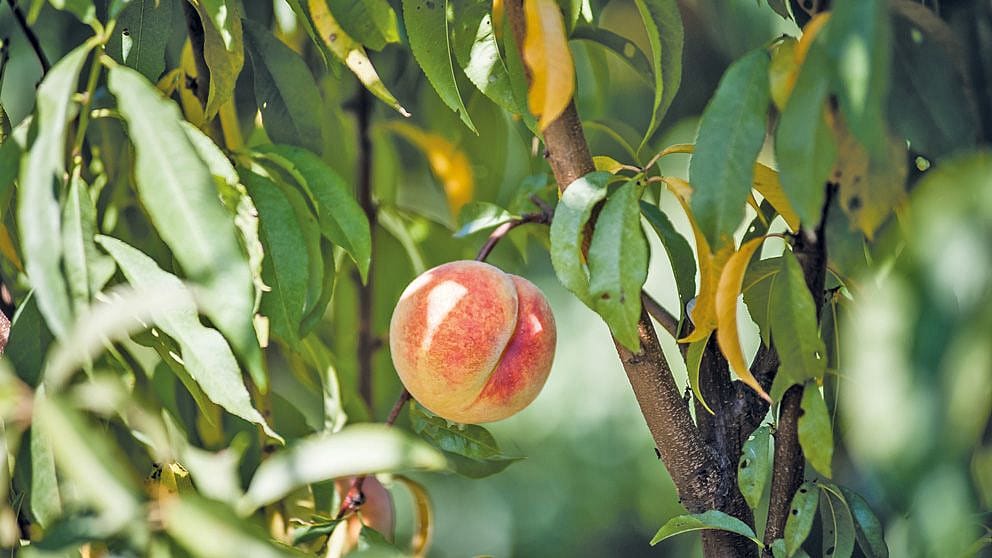 Dettaglio di un albero di pesco, frutto e foglie