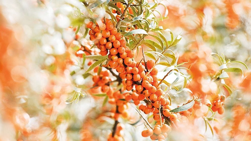 Pianta di Olivello Spinoso