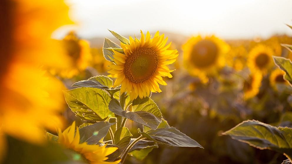 Campo di girasoli al sole