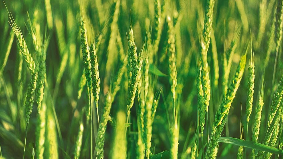 Campo di grano verde