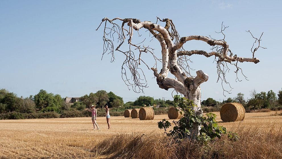 Panorama secco e caldo con un albero e un terreno arido