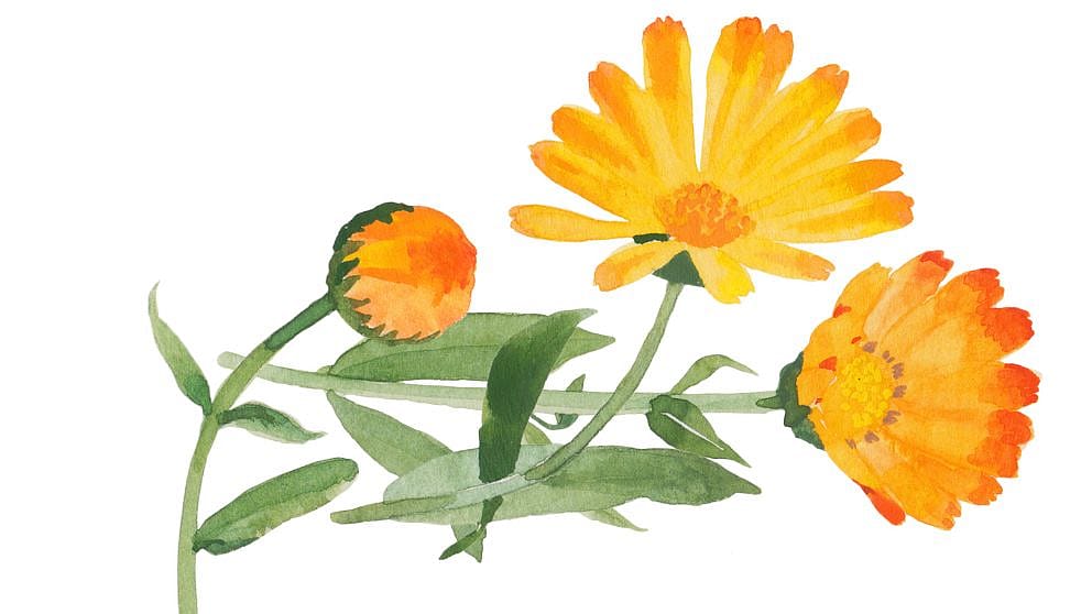 disegno del fiore di calendula