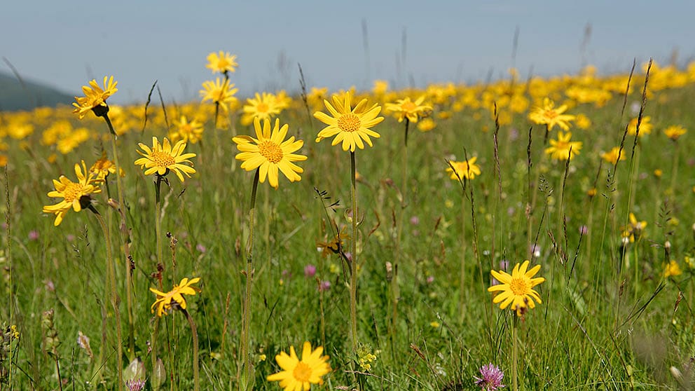 prato di montagna con arnica