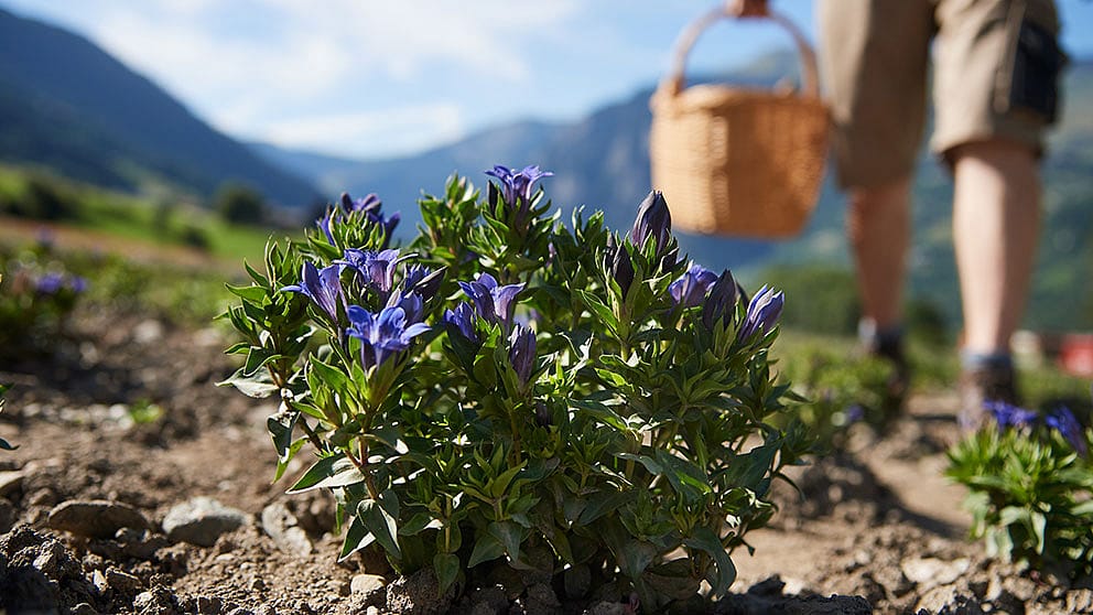 raccolto di genziana blu