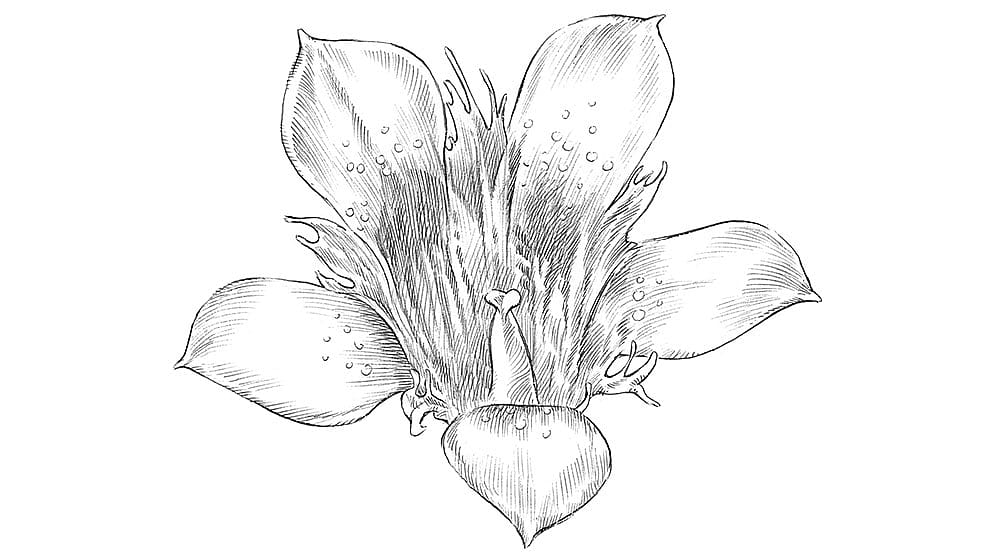illustrazione fiore di genziana blu