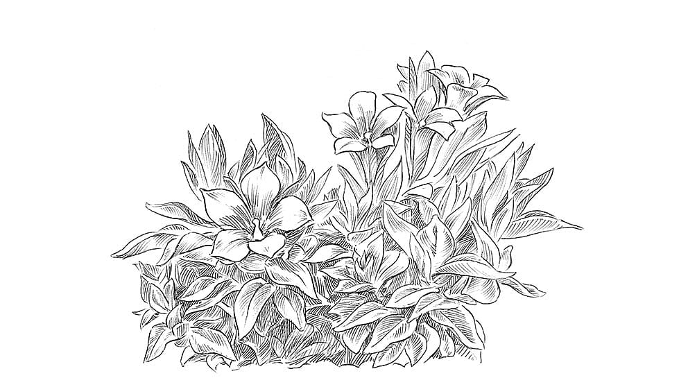 illustrazione di una pianta di genziana blu