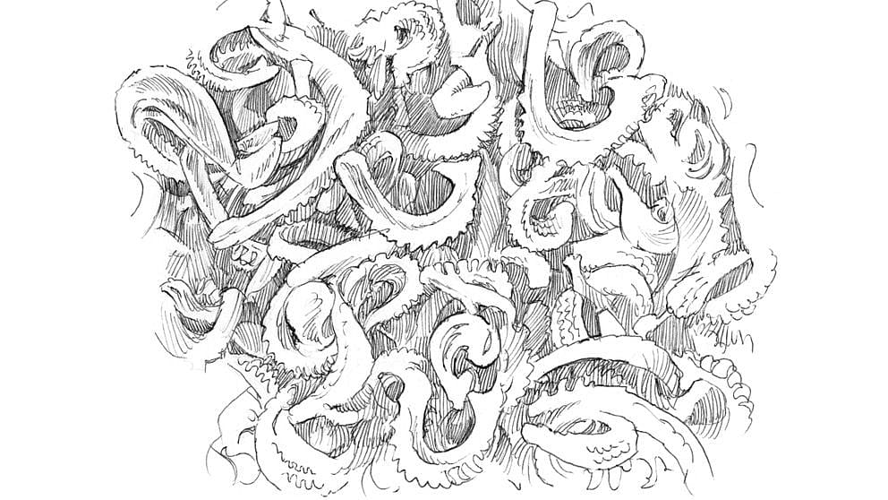 Disegno dei semi di fiore di calendula