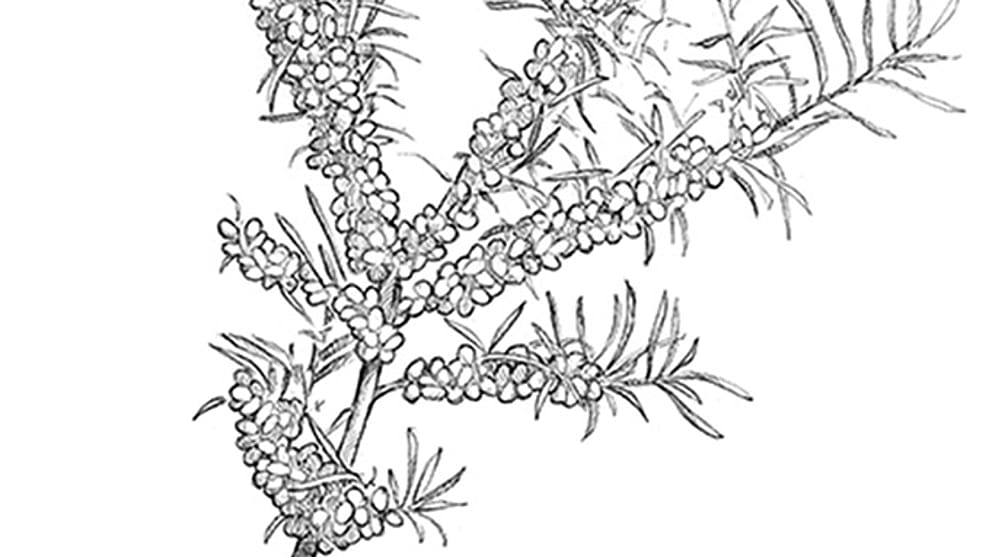 pianta di olivello spinoso