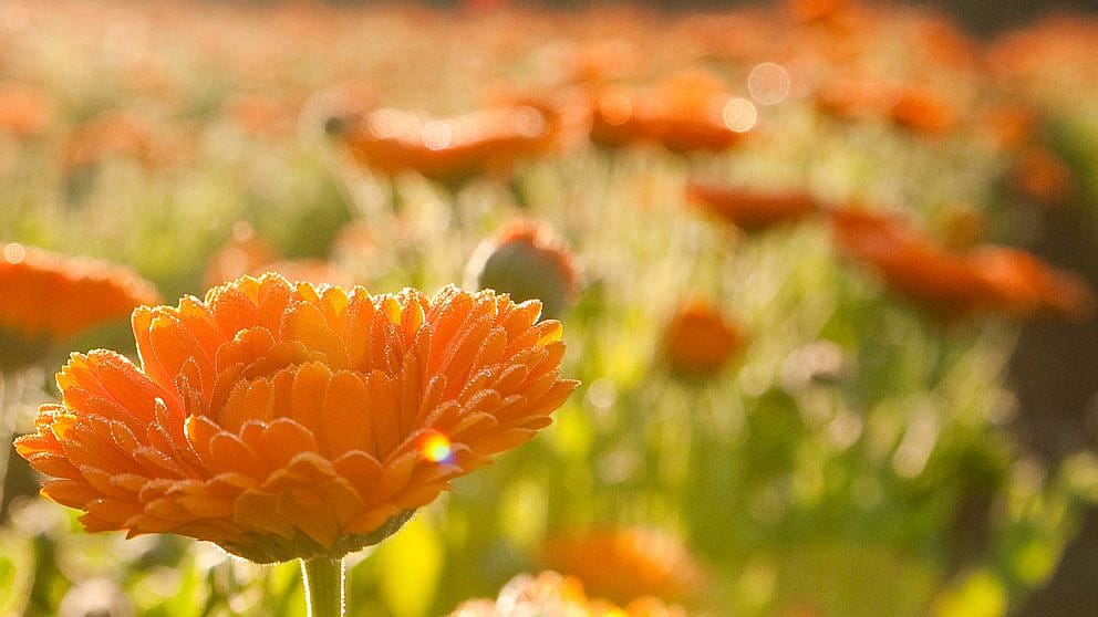 Campo di calendule al sole