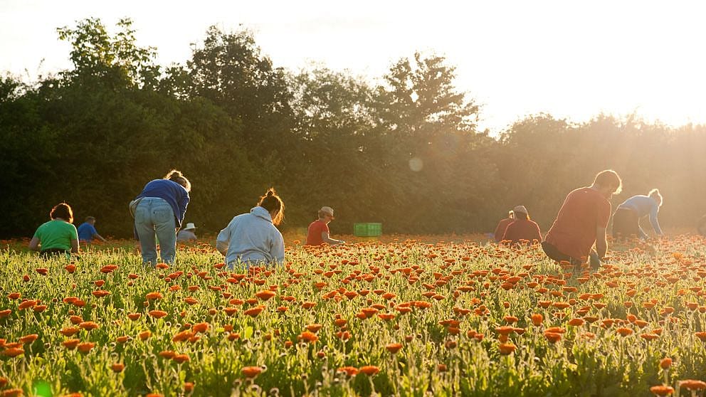 Gruppo di persone in mezzo ad un campo di calendula che la raccolgono