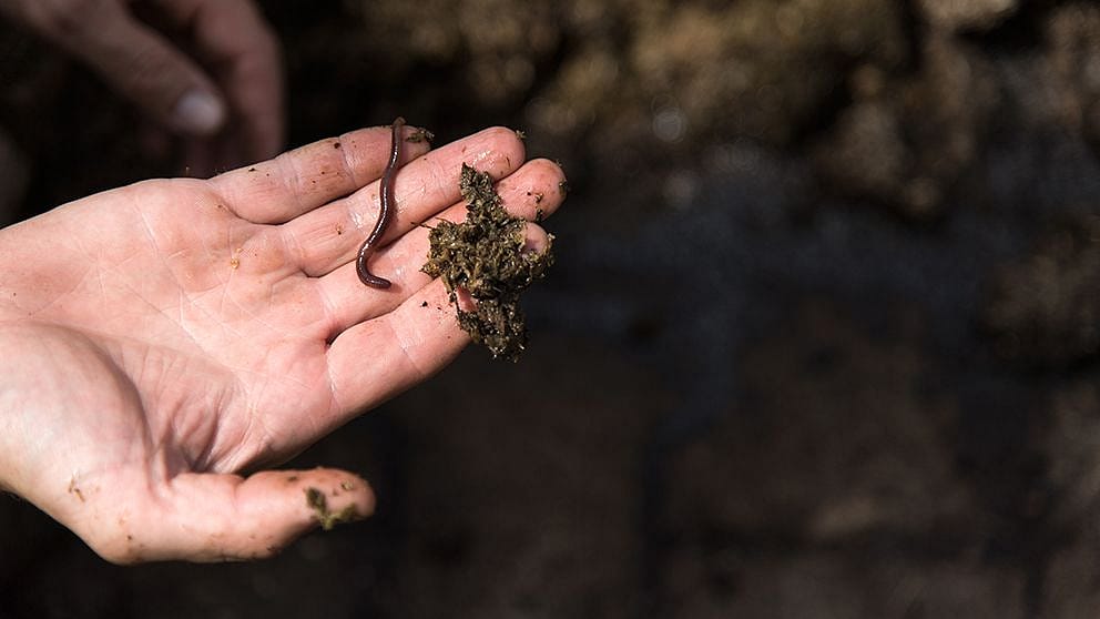 palmo della mano con terra e lombrico