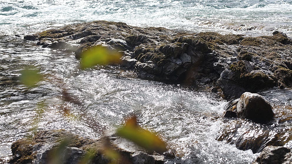 Riva di un ruscello con acqua corrente