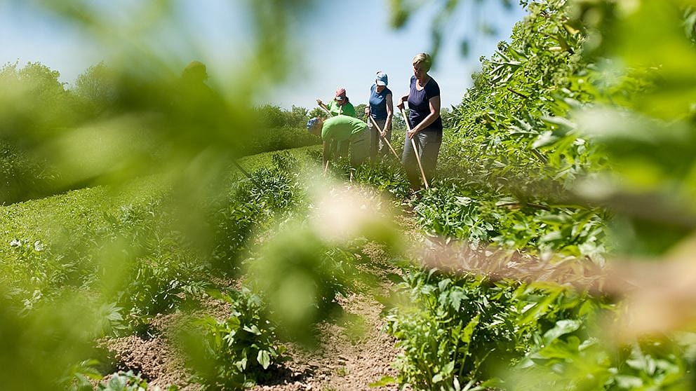 Un insieme di donne in fila lavora il terreno con degli attrezzi