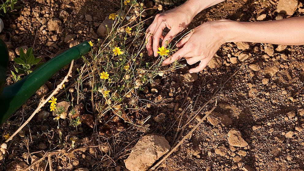 Delle mani prendono un fiore giallo dal suolo