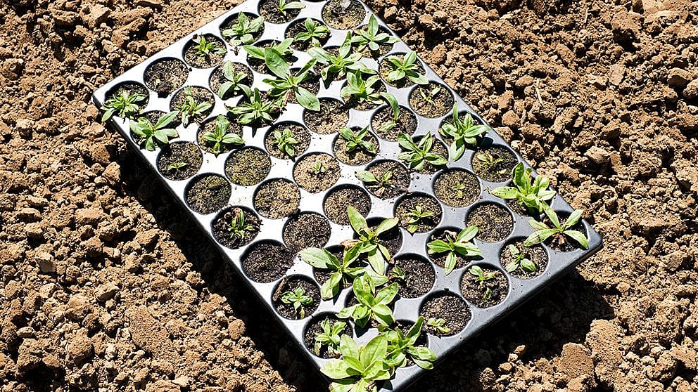 Un contenitore con delle piantine da piantare è poggiato sul suolo