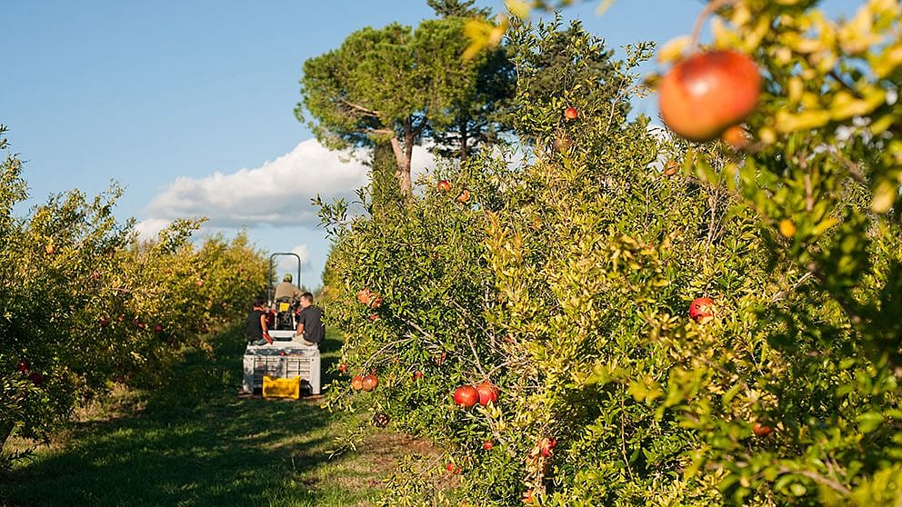 Campo di melograno in lontananza un trattore con tre uomini