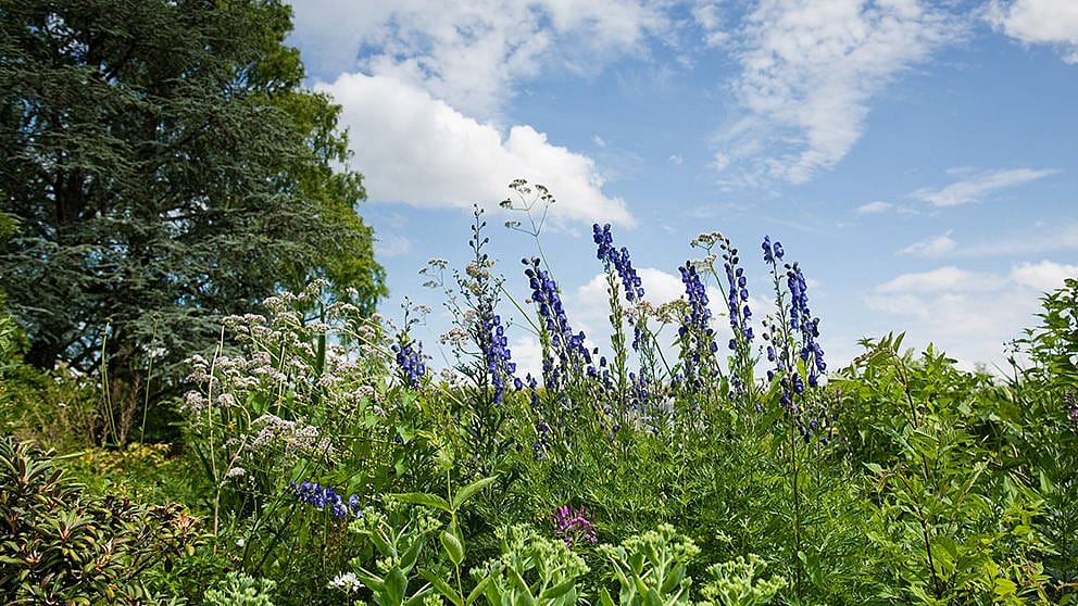 Fiorellini blu in mezzo ad un campo