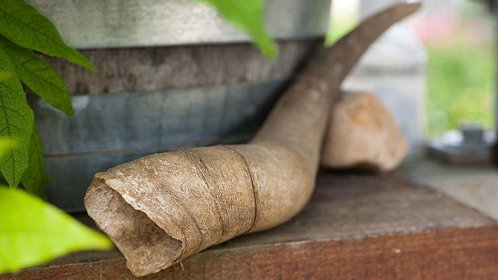 Pezzo di albero poggiato vicino ad un vaso