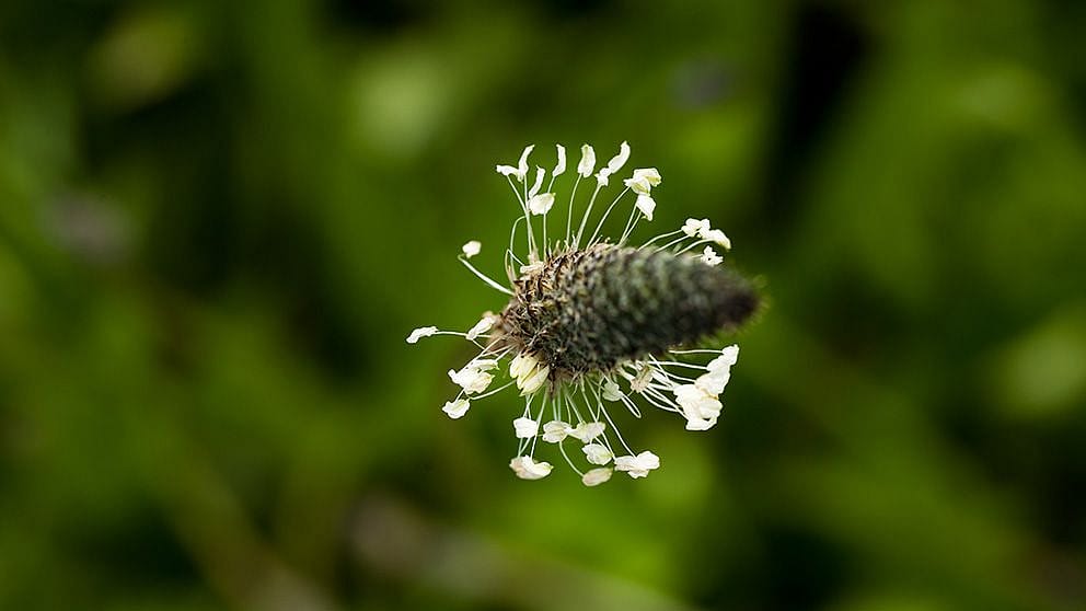 Dettaglio di Piantaggine in aria