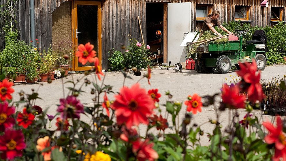 fiori rossi in primo piano e dietro un ragazzo sistema del materiale su un trattore