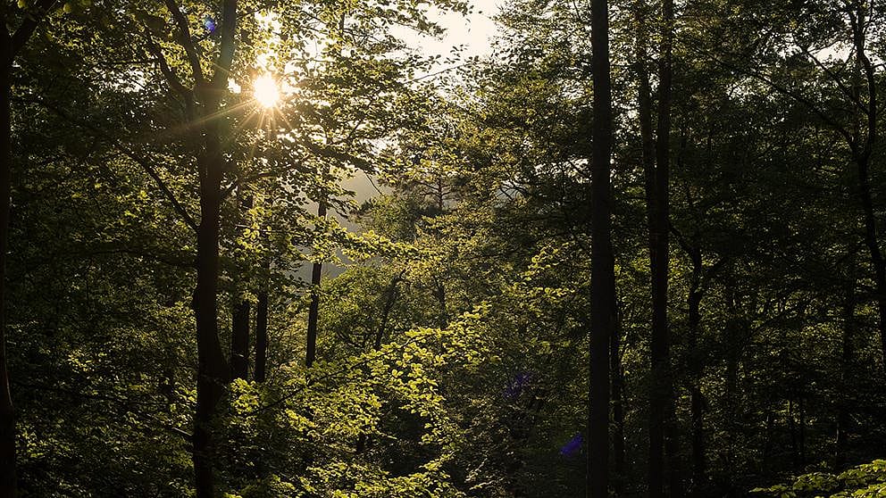 Un bosco illuminato dal sole