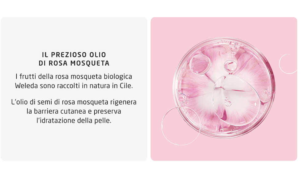 Immagine sul prezioso olio di rosa mosqueta