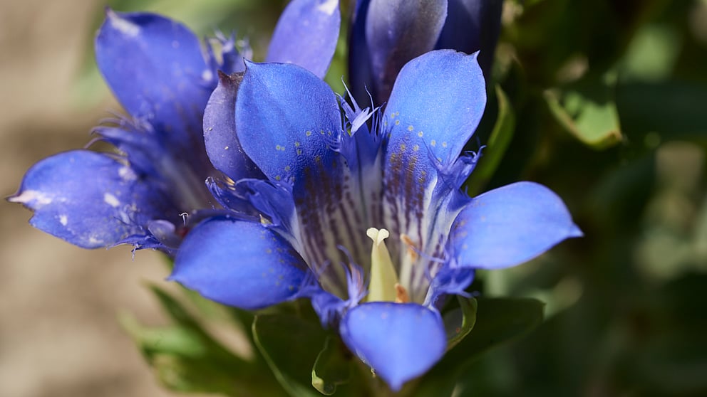 Fiore di Genziana Blu
