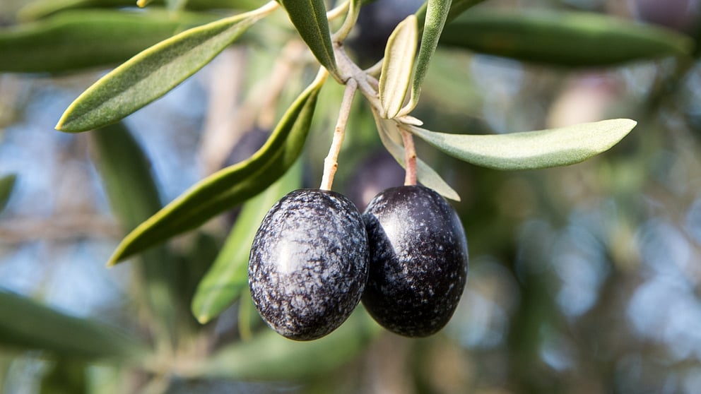 Pianta d'olivo