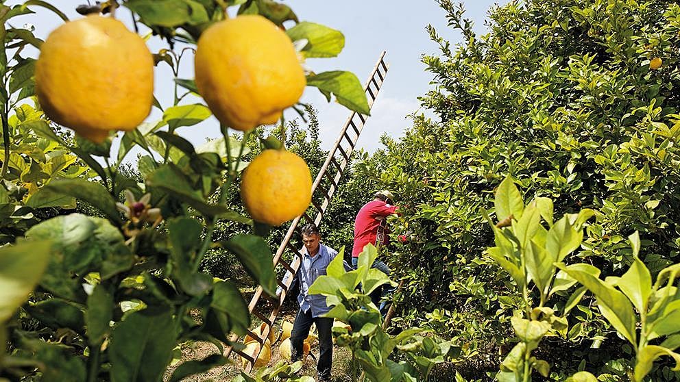 citrus harvest