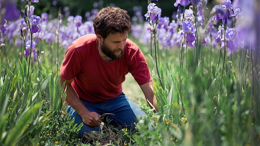 iris harvest