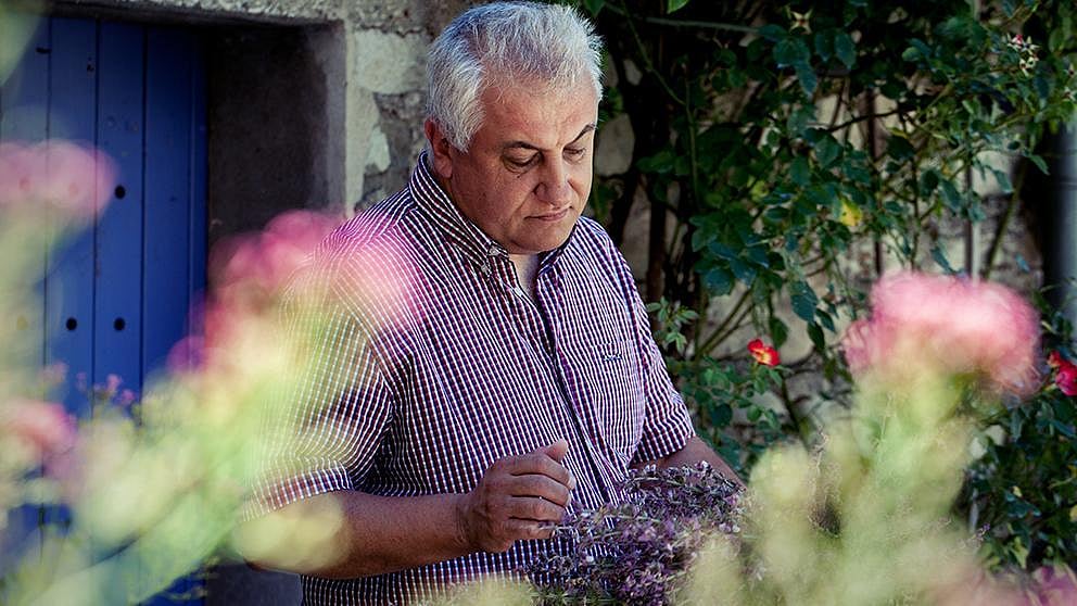 lavender harvest