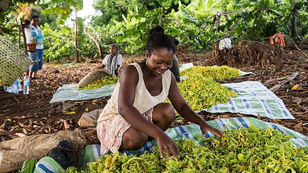 Ylang ylang harvest